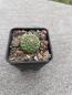 Preview: Strombocactus disciformis